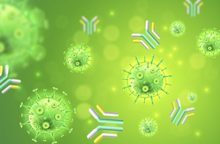 Os níveis de anticorpos caem rapidamente após a infecção por coronavírus